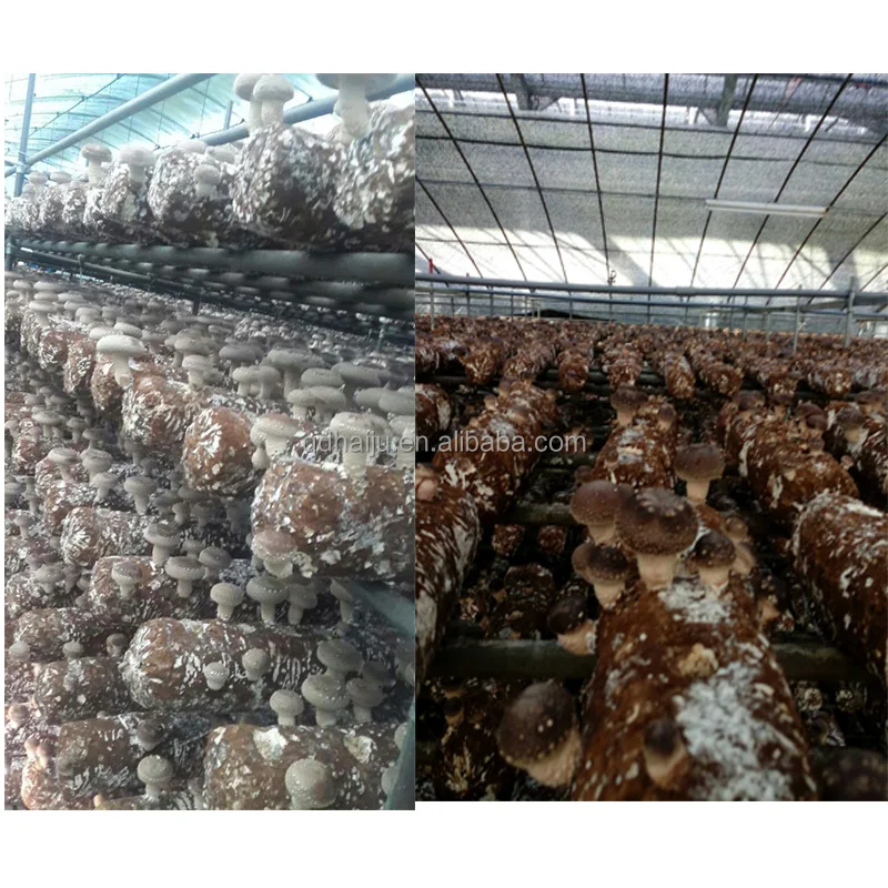 
Shiitake mushroom log for sale with good price 