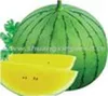 Yellow watermelon hybrid seed for planting