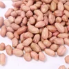 New Crop Good Quality Blanched Raw White Groundnut Peanuts Kernels