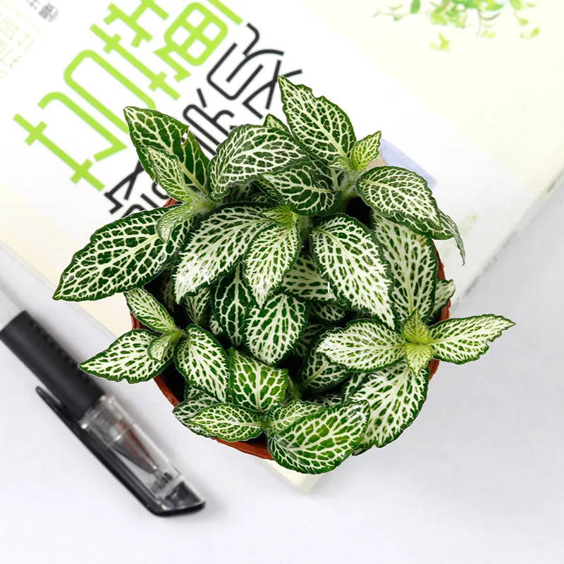 
Ornamental plant bonsai fittonia verschaffeltii 