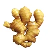 Buy fresh selling young ginger price per ton