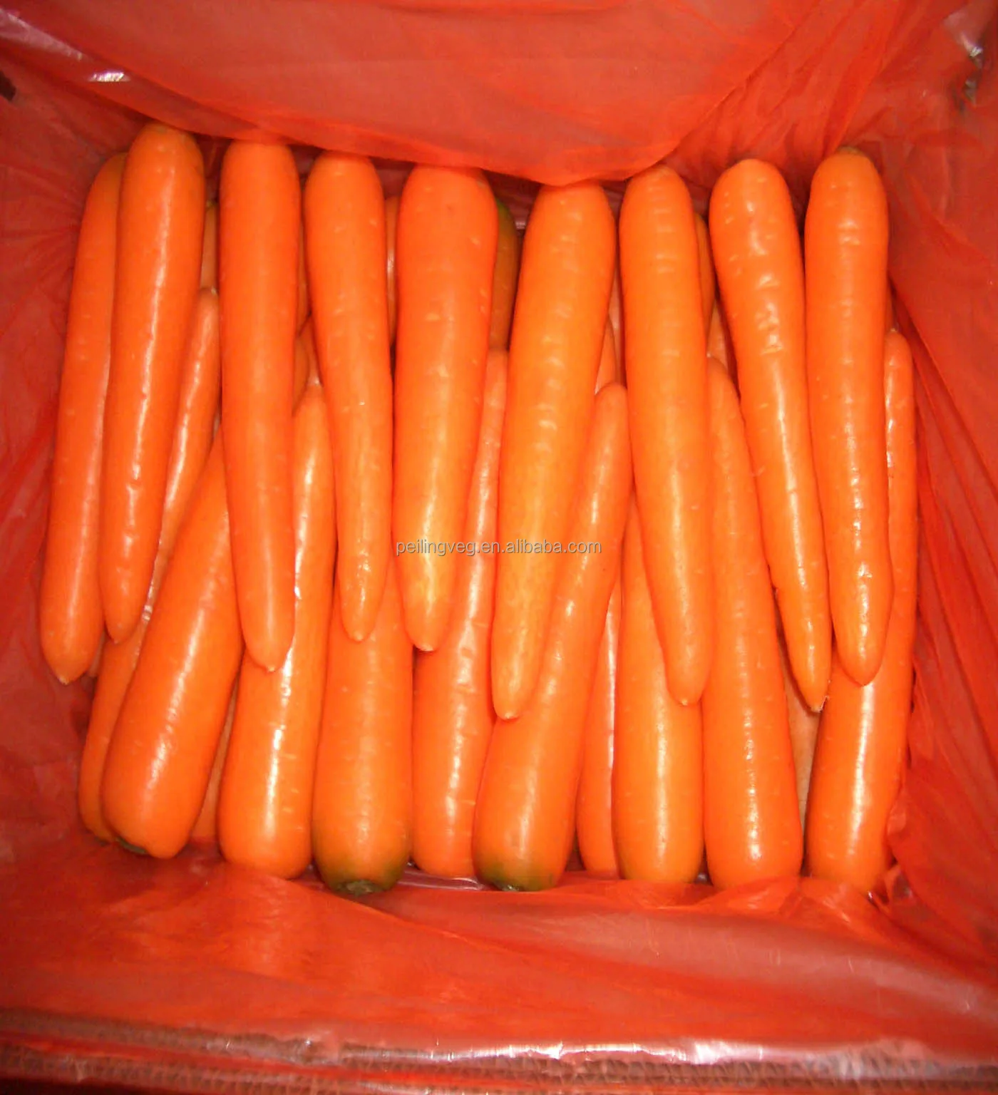 
Good china carrot for RUSSIAN Market 