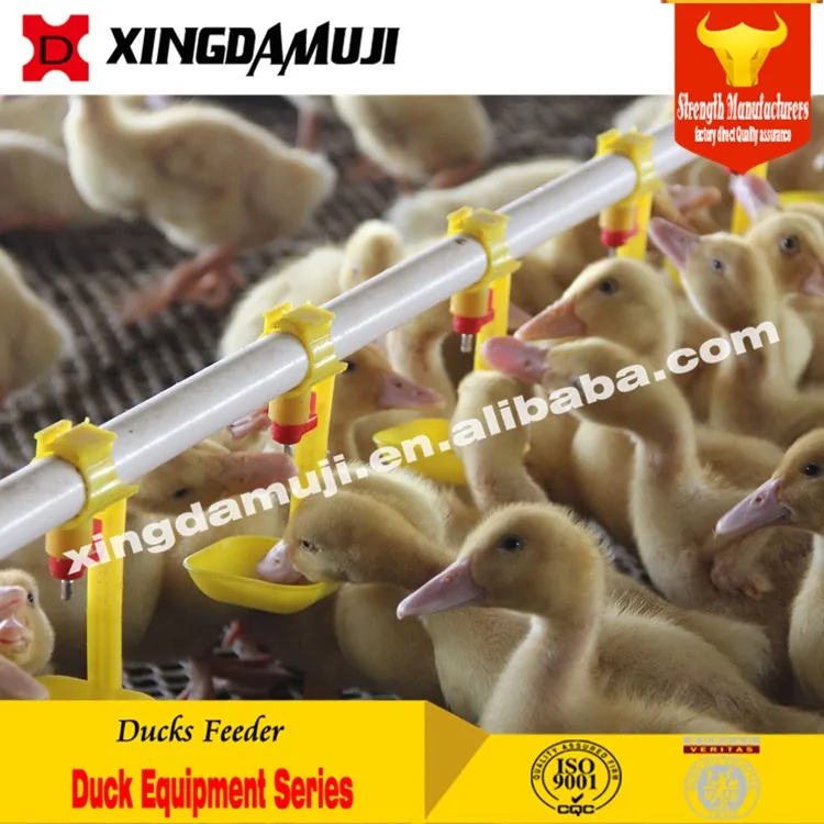 Automatic Poultry Pan Feeding System Chicken Ducks Feeder Drinker