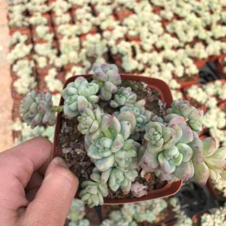 
Chinese Wholesaler Echeveri Sedum Clavatum Succulent Plants with Cheap Price 