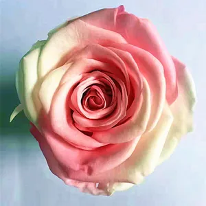 wholesale a grade 4-5 cm gradient colorful preserved rose flower