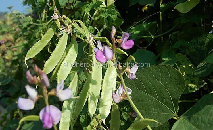 2019 Blackeyed Short Bean Seeds For Sale - Buy Green ...