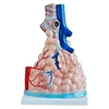 Medical teaching plastic Lobule and Alveolus of Lung anatomy model