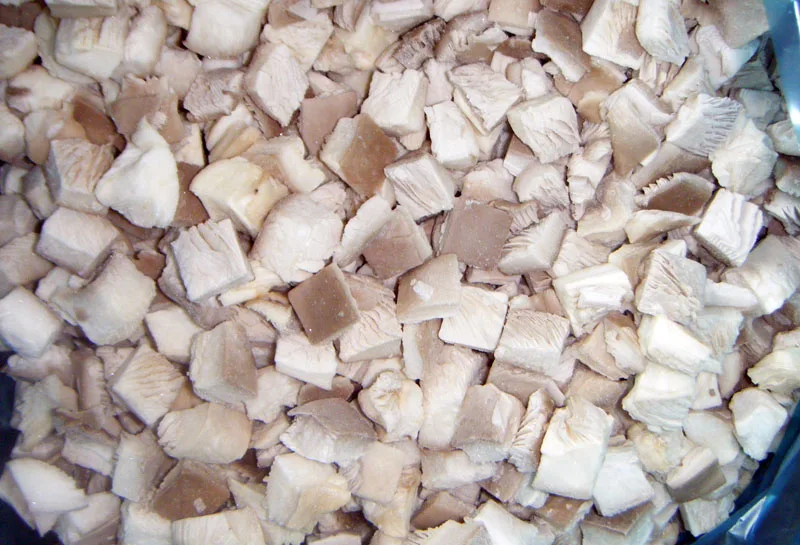 oyster mushroom 7