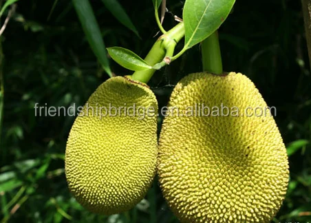 
Wholesale Natural nursery plant jackfruit seedling 