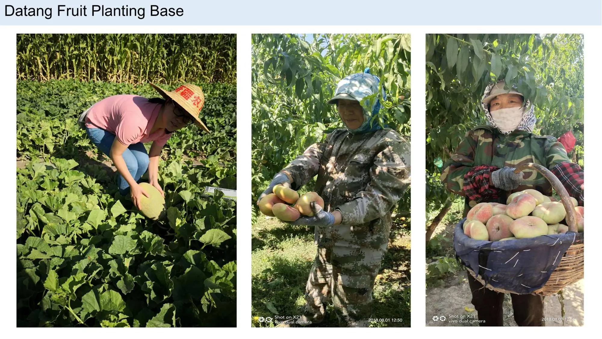 so natural freeze dried melon cantaloupe freeze-dried crispy fruit slices