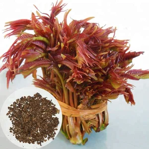 sinensis best quality high purity food plant cedrela sinensis