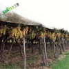 china manufacture made LDPE 100% virgin yellow plastic film for grape and cherry fruit planting