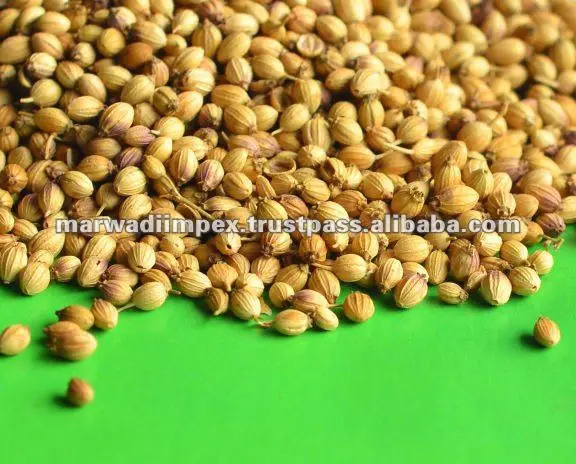 coriander seeds图片