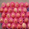 2017 Golden fuji apple with fuji apples images
