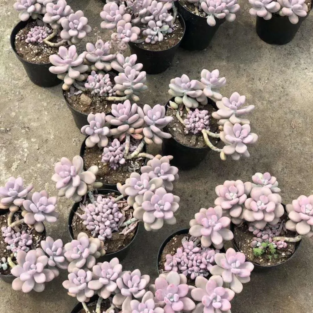 
Wholesale Succulent Plants Graptopetalum amethystinum with LOW PRICE 