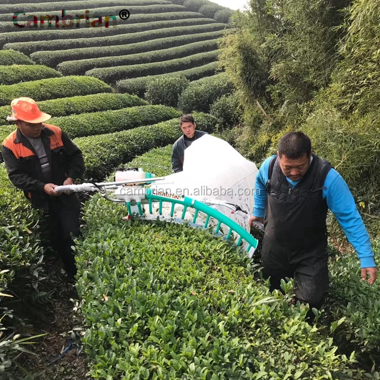 electric tea harvesting machine