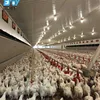 Broiler Chicken Farm Design and Construction