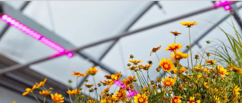 ul listed led grow light cob grow light strip propagation greenhouse with full spectrum