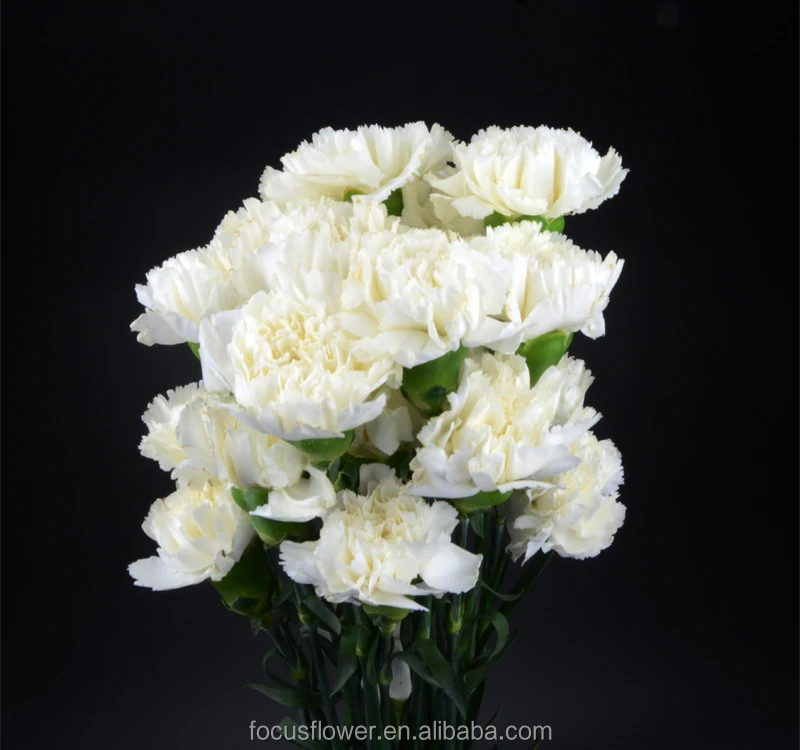 White Fresh Cut Carnation Flower High Quality Snow White Carnation ...