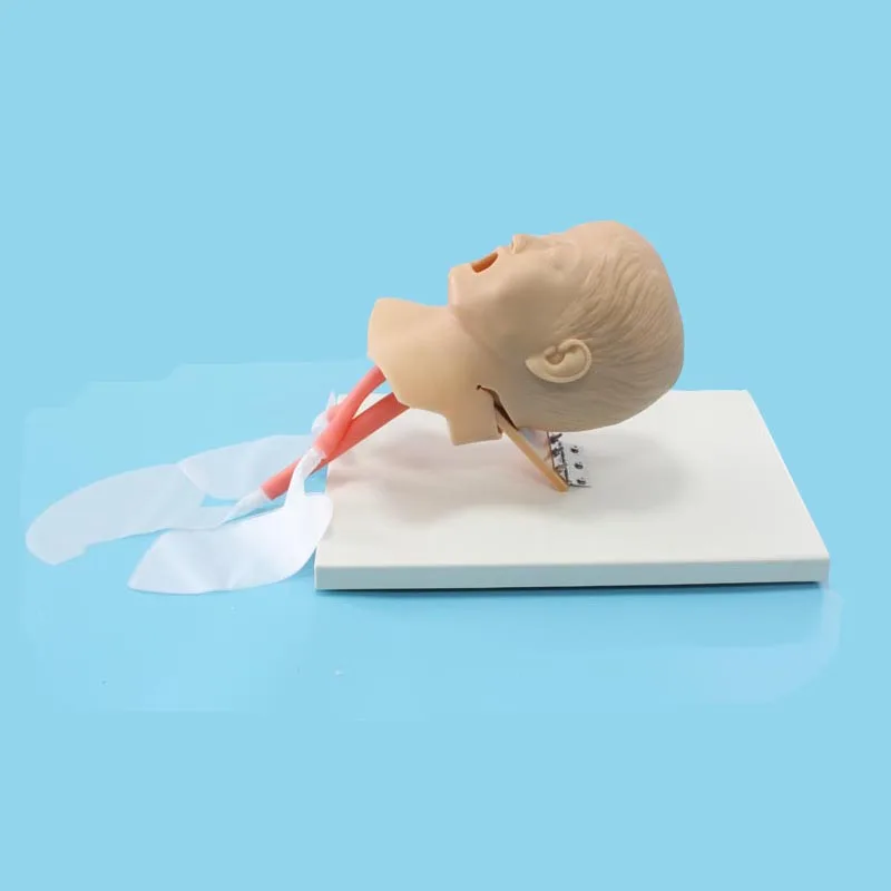 小儿气管插管会厌静脉模拟医学交叉气管插管训练模型