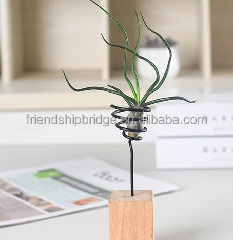
Various high quality real Tillandsia Air Plants 