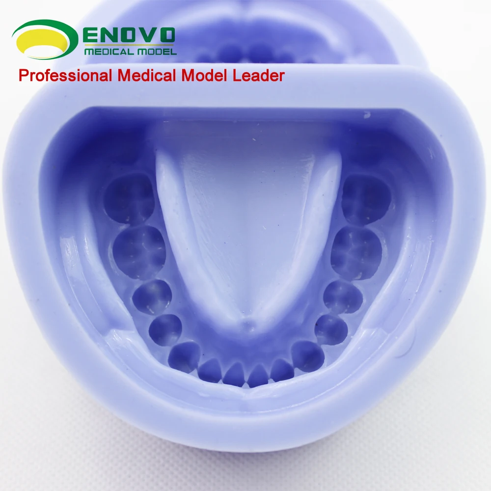 Enovo/ Dental Plaster Model Mold (28 Teeth),Human Oral Dental Medical