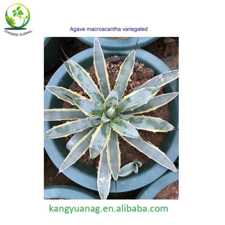 
Natural colorful Agave live plants from China 