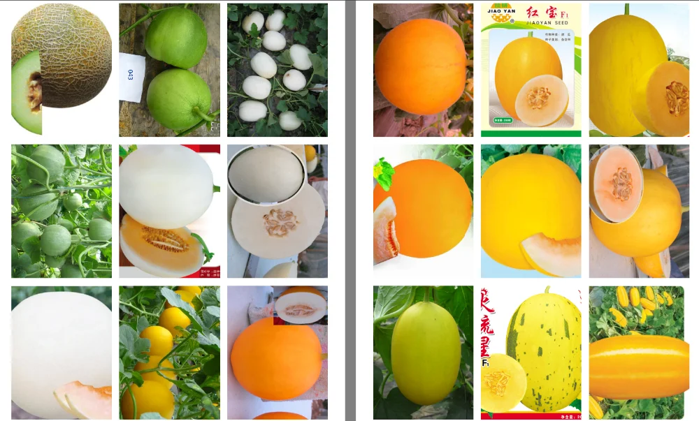 Hybrid F1 Hami Melon Japanese Melon Seeds For Growinghm004 Buy