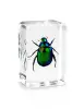 Colorful Scarab Beetle resin embedded specimen glass paperweight