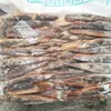 California Frozen Squid For Fishing Bait