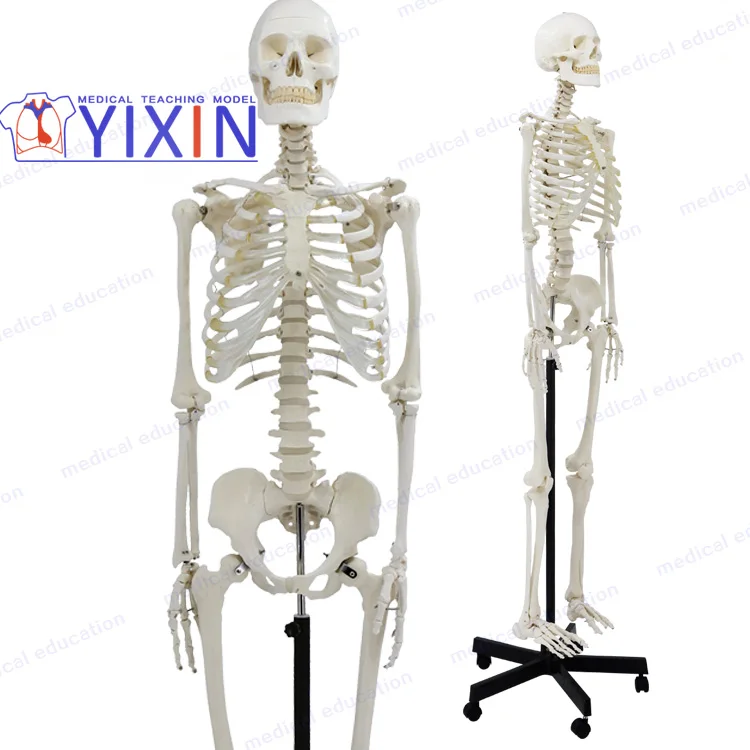 
Human Skeleton model, 170cm, full size, articulated, educational model, anatomical model 