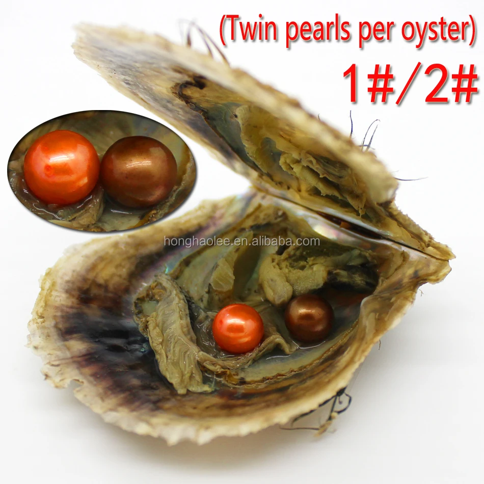 

AAAA Twins 1 # and 2 # mixed beads in an oyster round round Akoya single and twins pearl oysters, 6-7 mm, individually packed, g, N/a
