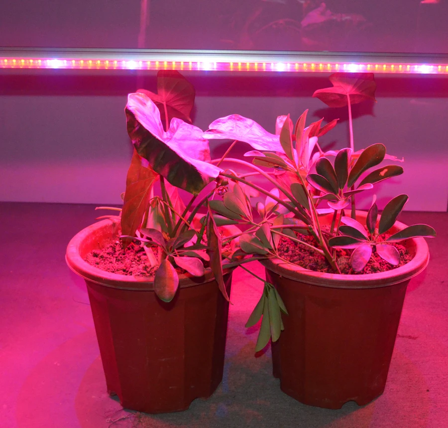 T8管裤蔬菜栽培水果栽培水栽培全光谱12w 18w 24w Led植物生长灯 Buy Led植物生长灯 Led裤子灯 T8 Led植物生长灯product On Alibaba Com