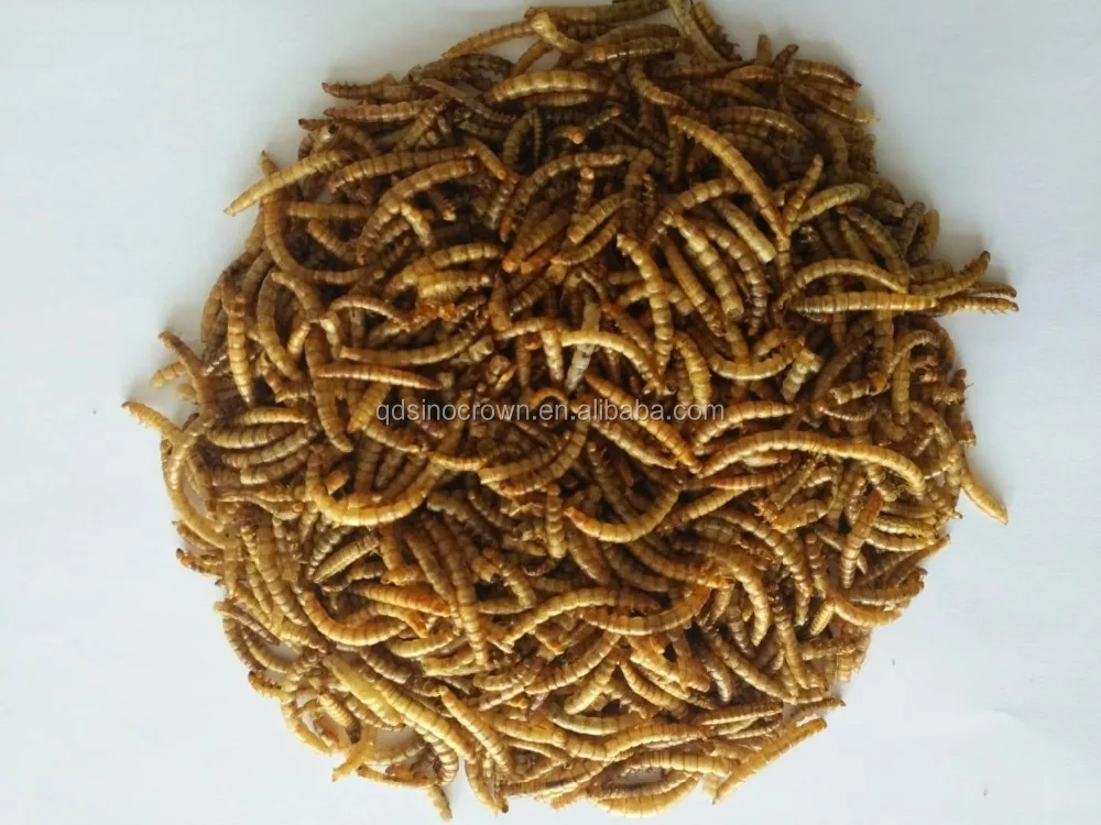 
Dried mealworms for poultry and livestock dried tenebrio molitor bird food pets food bird meal pets meal 