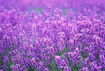 
Organic Dried Lavender Flower 