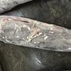 Frozen swordfish hgt marine swordfish