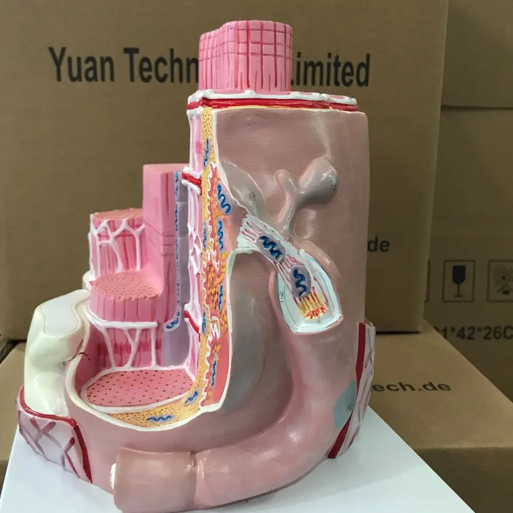 Enlarged Human Skeletal Muscle Ultrastructure Plastic Model - Buy Human
