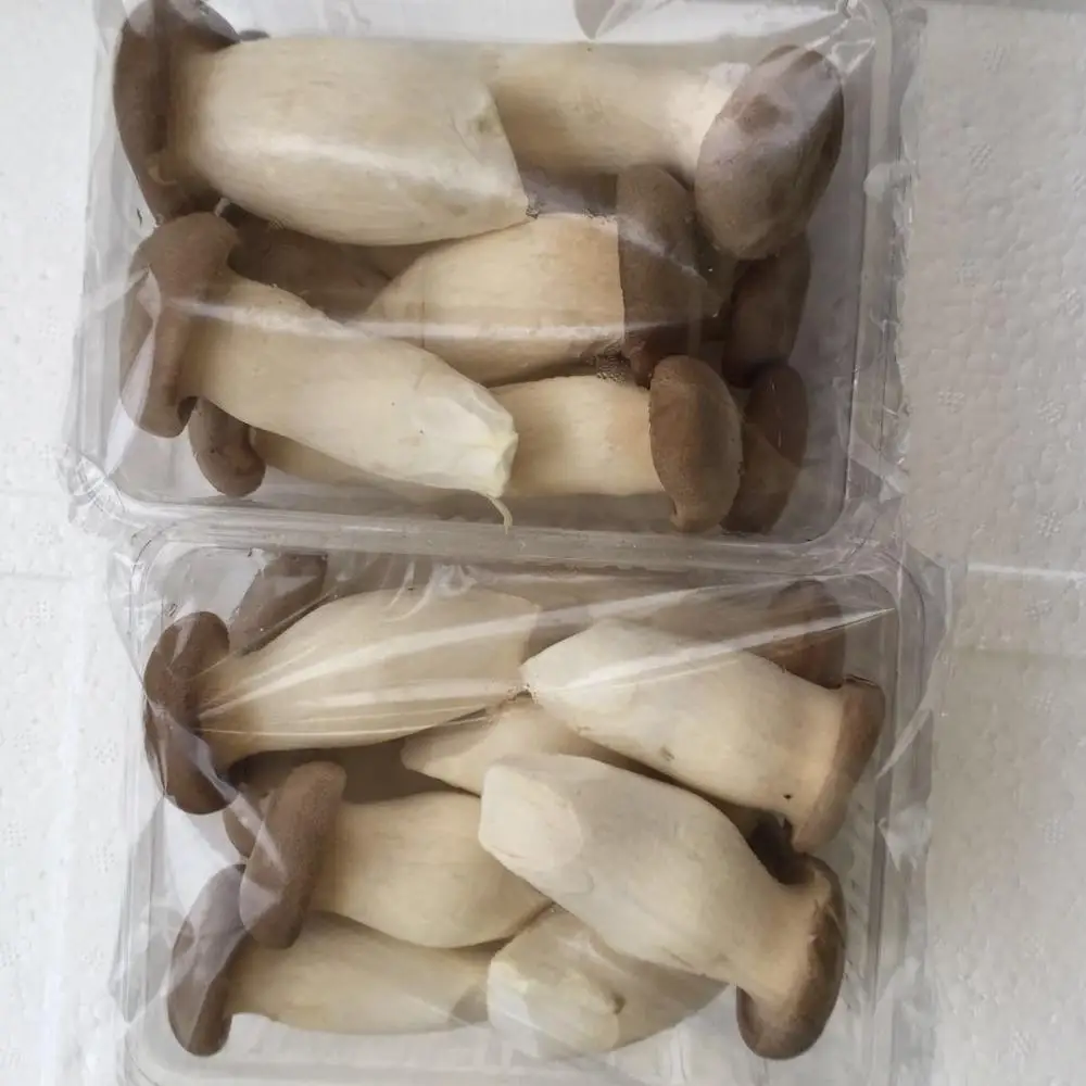 
Detan Pleurotus Eryngii Fungi Fresh 