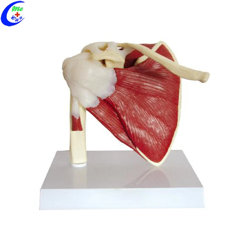 shoulder anatomy model