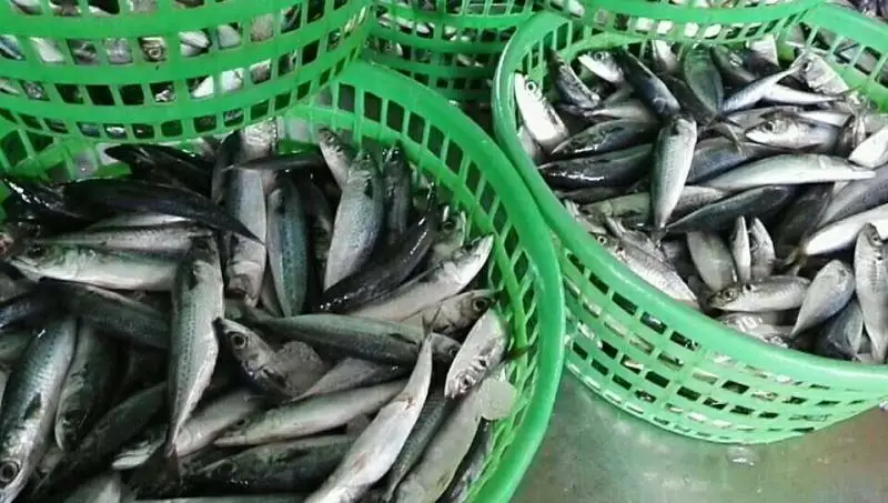 
Good Sale Frozen Pacific Mackerel 