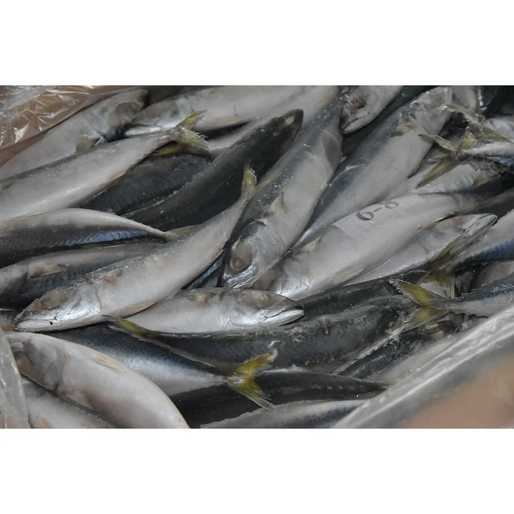 
Export Fresh Frozen Horse Mackerel Fish/Big Eye Scad Fish 