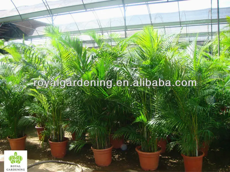 Areca Palm Chrysalidocarpus Lutescens Yellow Butterfly Palm Buy Bottle Palm Hyophorbe Lagenicaulis Areca Palm Chrysalidocarpus Lutescens Product On Alibaba Com
