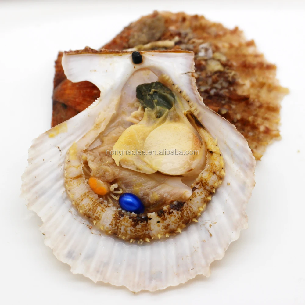 

HONGHAO Wholesale 6-7mm Vacuum Packaging Royal Blue Freshwater Natural Breeding Tears Pearl Akoya Oyster Pearl