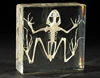 Resin Clear View Educational Frog Animal Skeleton