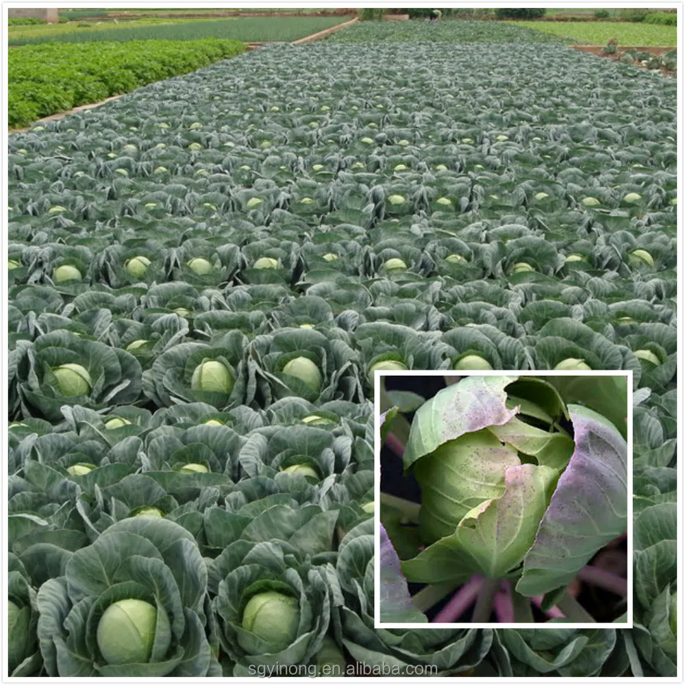 F1 Hybrid High Yield Early Maturity Purple Cabbage Seeds Buy Red