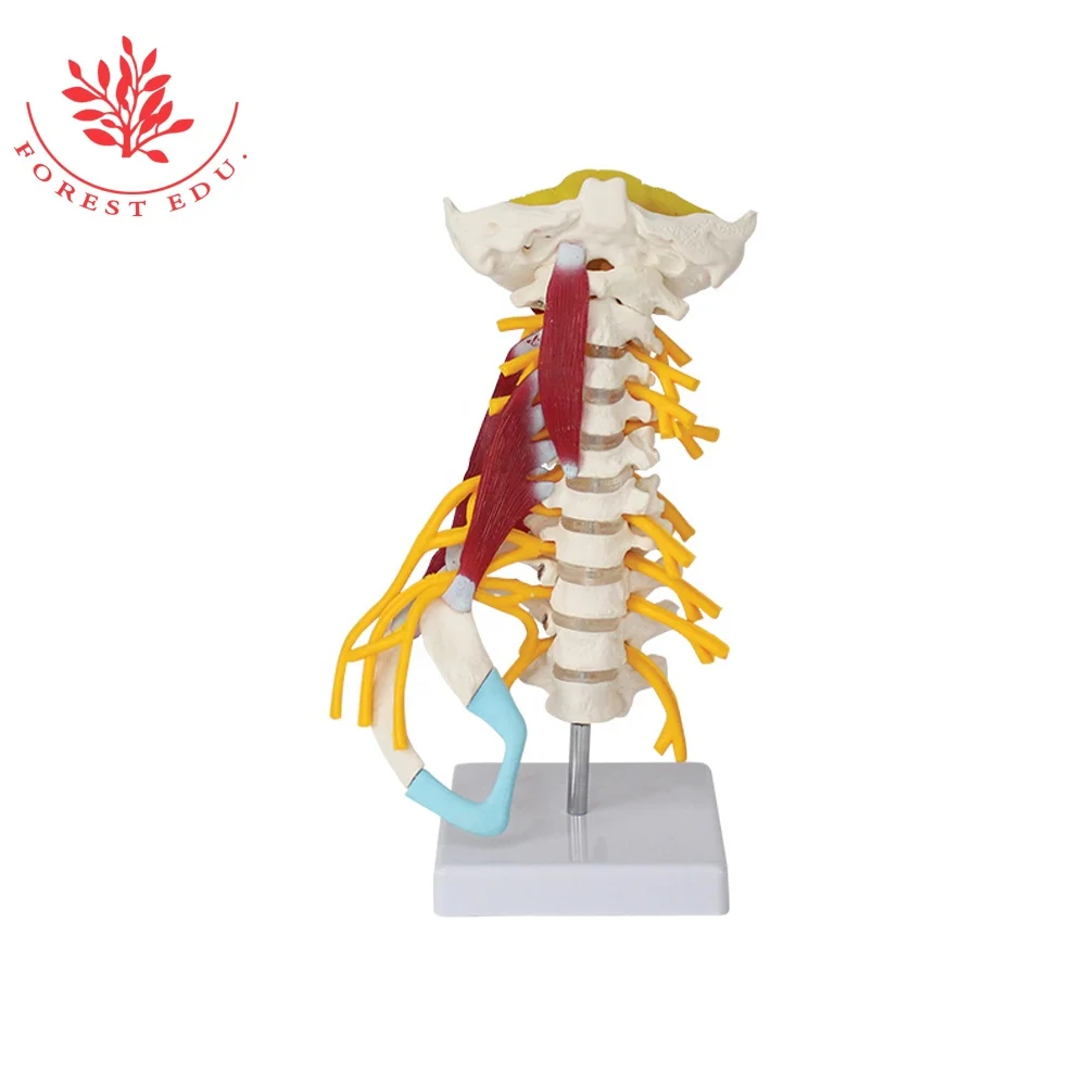 

High Quality Medical Skeletal Model PVC Material 7 Cervical Vertebra Muscle Neuroskeletal Clinical Human Advanced Cervical Model