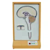 Gelsonlab HSEM-021 Electric Cerebrospinal fluid circulation model