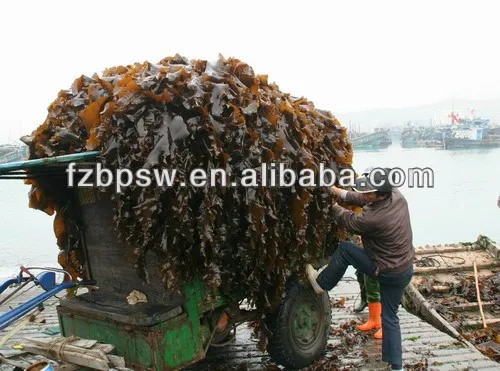 Essbare Seetang Ganze Klinge Seetang Kombu Dashima Haidai Saccharina Japonica Laminaria Japonica Buy Dried Seaweed Kelp Kumbo Sun Dried Kelp Raw Material Food Raw Seaweed Materials Kelp Product On Alibaba Com