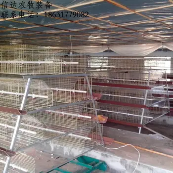 Direct Guangzhou Factory About Chicken Layer Cage For Sale With Chicken Cage In Chinachicken Cageguangzhou Factory Buy Chicken Egg Layer