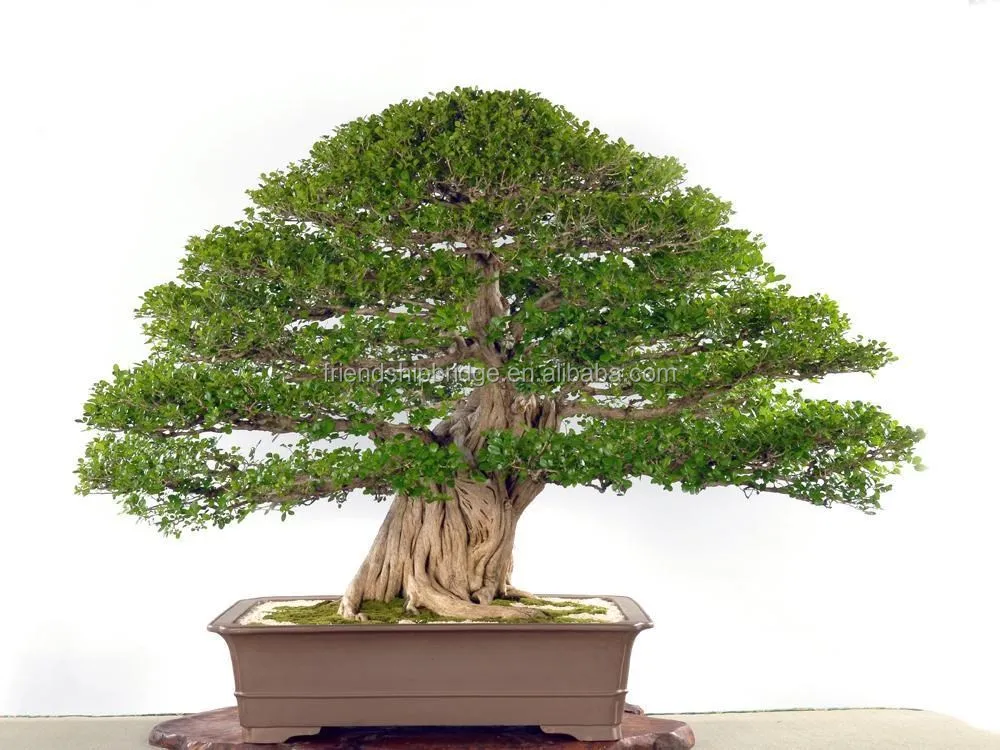 indoor outdoor .bonsai Gemeinsamer Jasmin Murraya paniculata-Bonsai